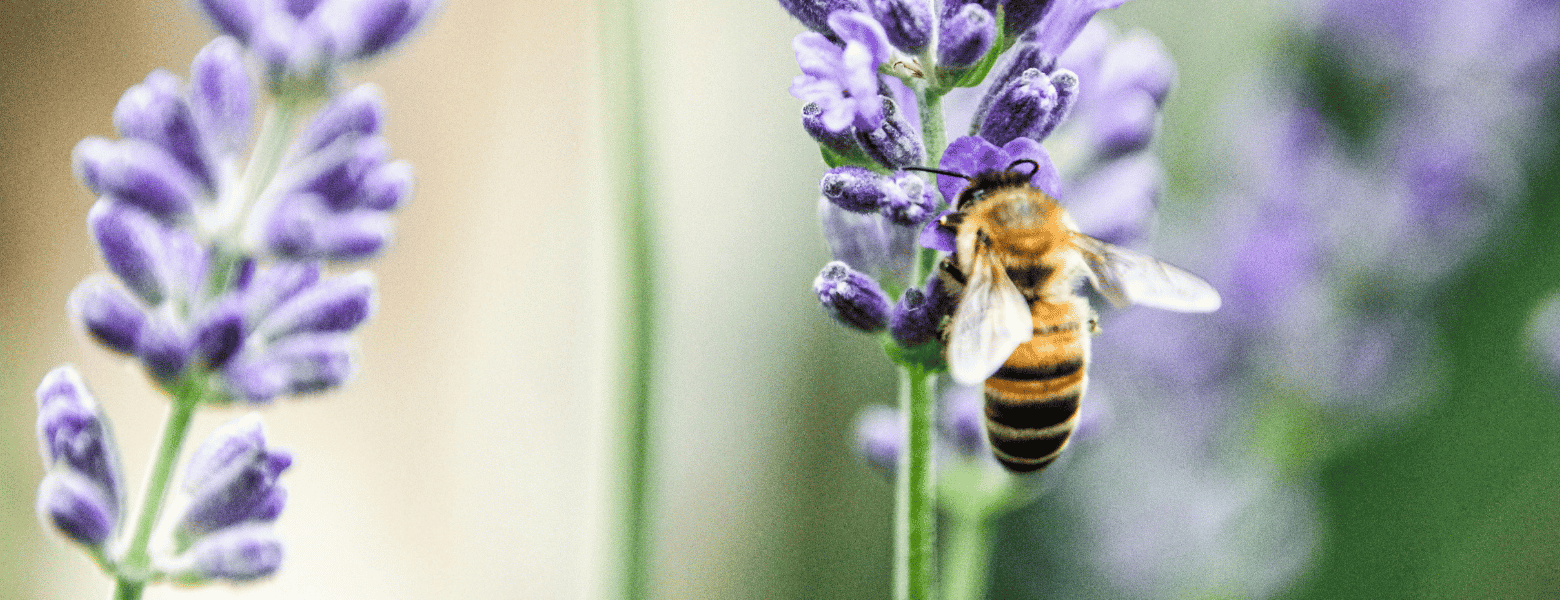 Abejas polinizando flores en una zona de apicultura artesanal natural