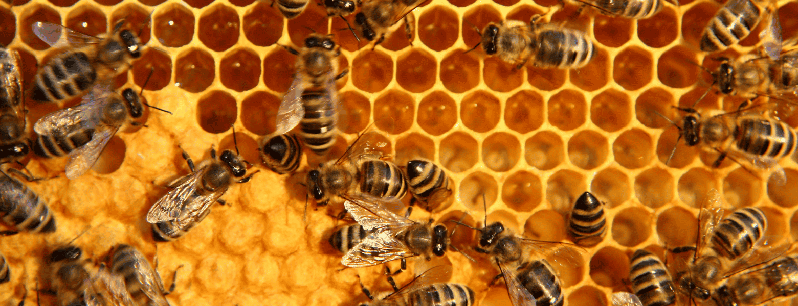 Abejas trabajando en colmenas de apicultura artesanal rodeadas de floraciones naturales