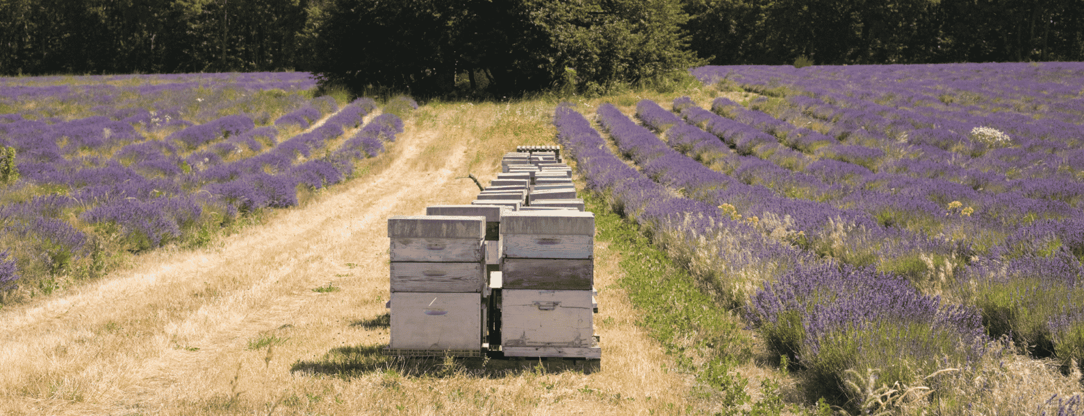 Colmenas rodeadas de floración natural para producción de miel artesanal