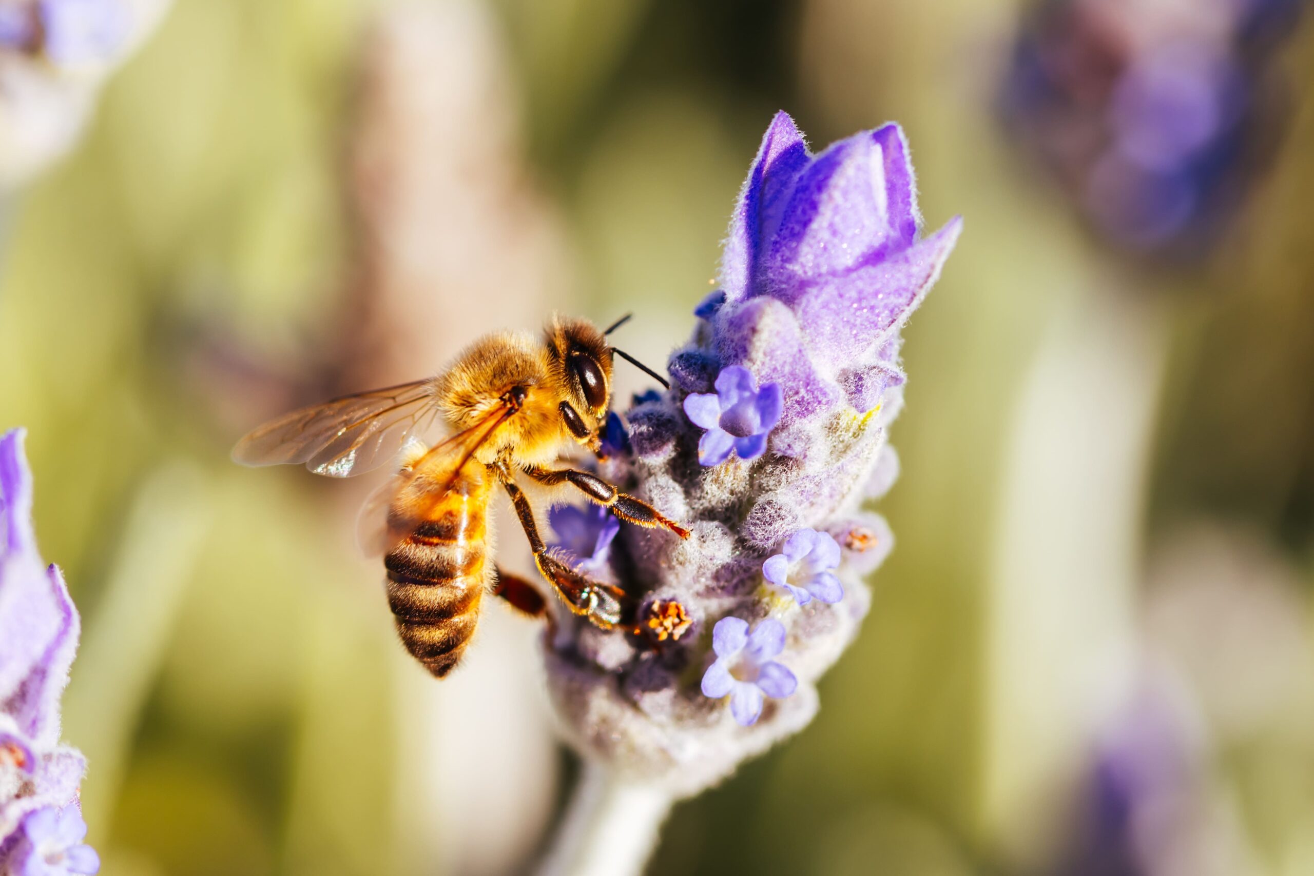 Importancia de las abejas