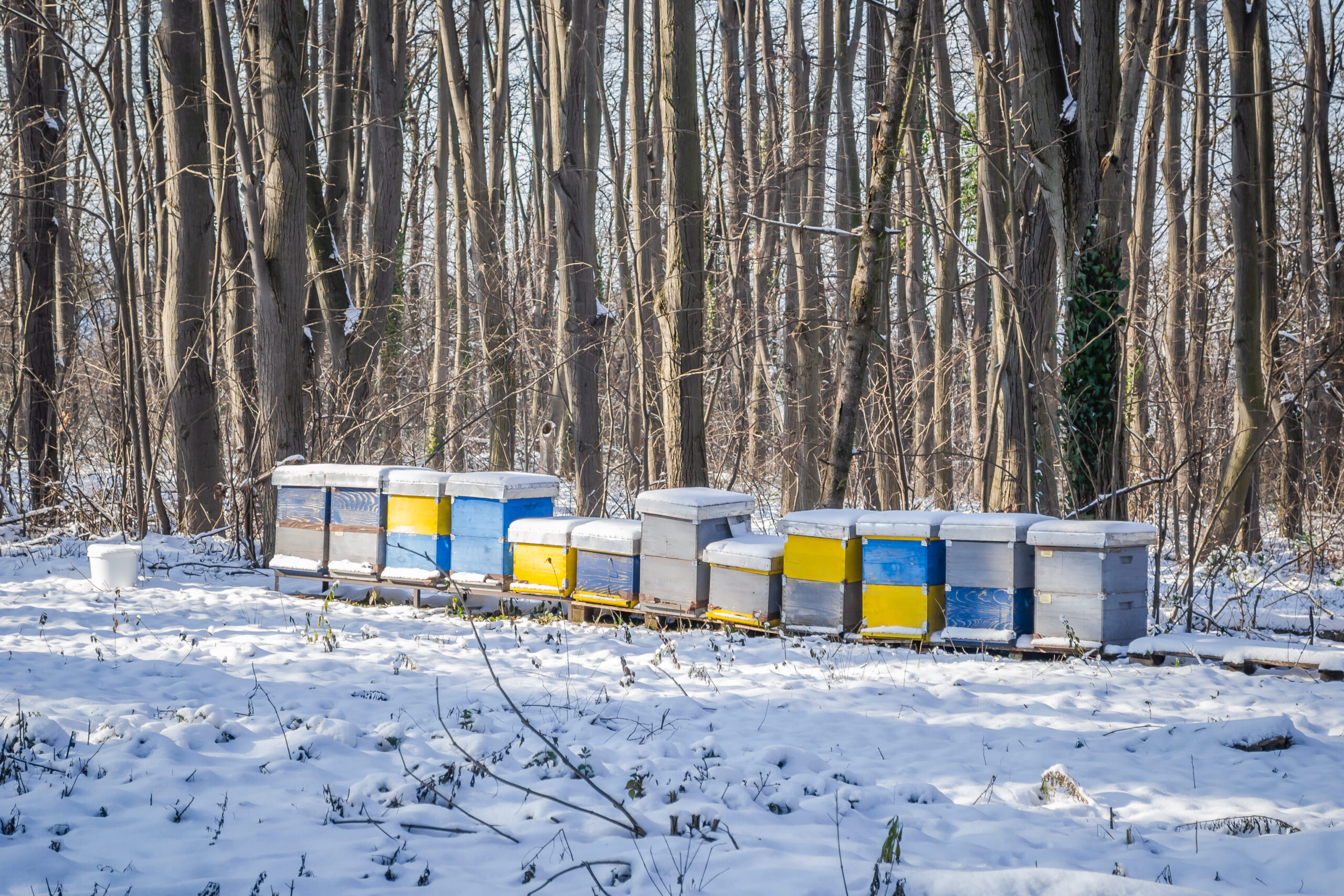 preparar colmenas para el invierno